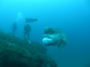 コブダイ成魚雄